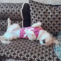 سگ واقعا باهوشه ریزش مو نداره جای دسشویی بلده