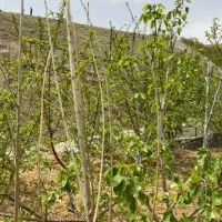 باغچه جاده چالوس روستای کندر|فروش خانه و ویلا|کرج, بیلقان|دیوار