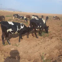 چوپان یا کارگر گاوداری