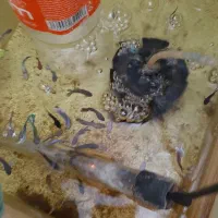 ماهی فایتر|ماهی|شاهین‌شهر, گرگاب|دیوار