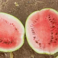 هندوانه|گل و گیاه طبیعی|قیدار, |دیوار