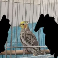 تخم گذار و|پرنده|یزد, |دیوار