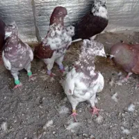 کبوتر کمیجان|پرنده|اراک, |دیوار