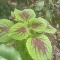 گل و گیاه طبیعی|گل و گیاه طبیعی|سلمانشهر, |دیوار