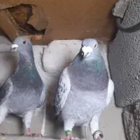 تعدادی کفتر مفت میخام رد کنم (باشت)