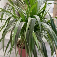 گل اپارتمانی|گل و گیاه طبیعی|خمینیشهر, |دیوار