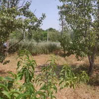 باغچه ۵۲۵متری(منطقه برند باغ کمال تنکمان)|فروش زمین و ملک کلنگی|تنکمان, |دیوار