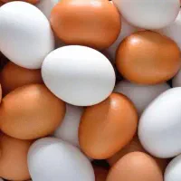 تخم نطفه دار