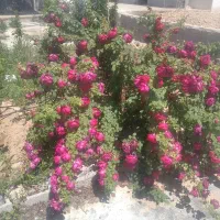 هزارمترباغشهری همراه باآبیاری هفتگی|فروش زمین و ملک کلنگی|شیراز, نیستان|دیوار