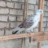 کبوتر پرشی|پرنده|نقده, |دیوار