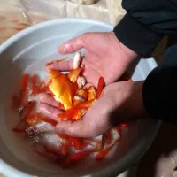 ماهی قرمز|ماهی|یزد, |دیوار