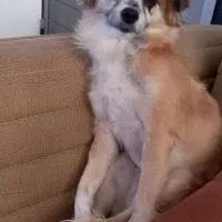 سگ گمشده|حیوانات|نجف‌آباد, پادگان|دیوار