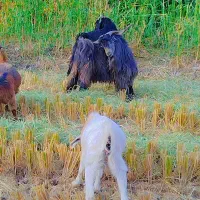 نربز .دره شهر|حیوانات مزرعه|دره شهر, |دیوار