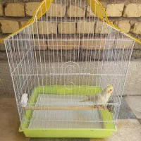 گمشده|پرنده|شیراز, کرونی(خاتونک)|دیوار