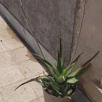 گل آلوورا سه ساله سرحال وشاداب