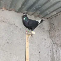 جونگ ماده پلنگ عتیقه