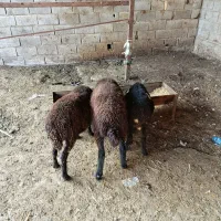 3 تا یکی نره دوتا ماده|حیوانات مزرعه|خان ببین, |دیوار