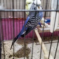 مرغ عشق انگلیسی