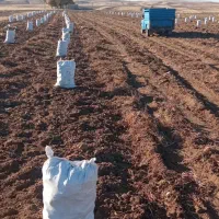 سیب زمینی آذربایجان شرقی|عمدهفروشی|تیکمه داش, |دیوار