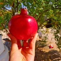 از تولید به مصرف|خوردنی و آشامیدنی|کوهنجان, |دیوار