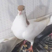 خالتک ماده|حراج|اسفراین, |دیوار