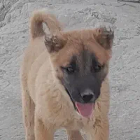 تول سگ  واگزاری