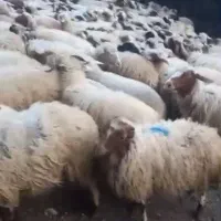 فروش گوسفند تالشی