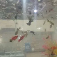 ماهی گپی کپی ماهی مولی|ماهی|مشهد, میان ولایت|دیوار