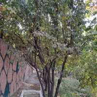 درخت گردو هلو انار زردالو همنهال هم کیلویی