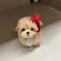 سگ گوگولی اپارتمانی جیبی|سگ|تهران, جنتآباد جنوبی|دیوار