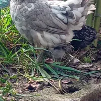 تخم مرغ گلین طوسی اصیل|حیوانات مزرعه|رضوانشهر, |دیوار