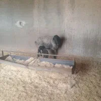 ۴راس میش|حیوانات مزرعه|جوادآباد, |دیوار