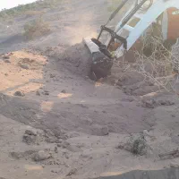 بادروف مرغوب از بیابان های نرماشیر برای کشاورزان