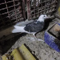 کبوتر|پرنده|قم, مسجد امام حسن|دیوار