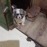 فروش سگ شیتزو|سگ|خرمدره, |دیوار