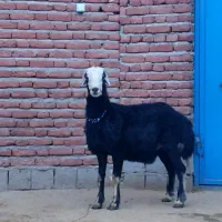 بره و قوچ و میش|حیوانات مزرعه|مراغه, |دیوار