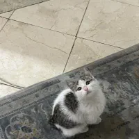 گربه بامزه|گربه|تهران, فردوسی|دیوار