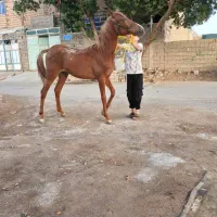 اسب مادیون عرب|اسب و تجهیزات اسبسواری|امیدیه, |دیوار