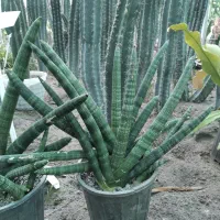 سانسوریا بونسل