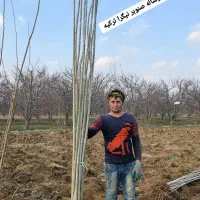 فروش عمده نهال صنوبر یک تا سه ساله