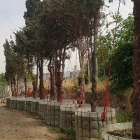 باغبانی درختچه نهالستان نهال درخت گل وگیاه فروشی