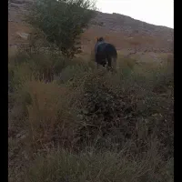 حیوانات مزرعه|حیوانات|ایذه, |دیوار