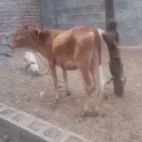 گاو و گوساله ماده بومی|حیوانات مزرعه|اردکان, |دیوار