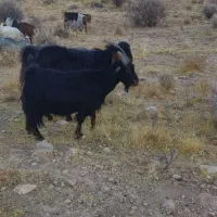 بز داشتی|حیوانات مزرعه|شیراز, بید زرد|دیوار