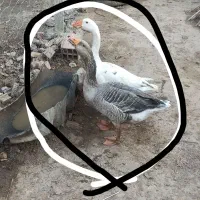 دوتا غاز محلی سالم