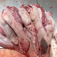 زبان گوساله گرم و تازه