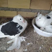 کبوتر تزیینی و زینتی فروش و معاوضه