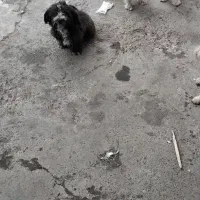 سگ تریر واگذاری|سگ|لاهیجان, لاشیدان|دیوار