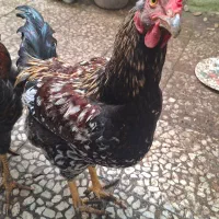 خروس محلی درشت‌جثه ۵ماهه مناسب جوجه‌کشی