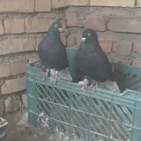 کفتر|پرنده|قهستان, |دیوار